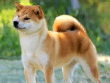 Chiot femelle Shiba roux LOF à vendre né en décembre 2025
