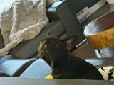Chiot Bouledogue Français à vendre