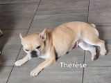 Chienne Bouledogue Français non LOF née février 2022 à vendre