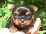 2 chiots Yorkshire Terrier mâles nés en avril 2026 non LOF à réserver