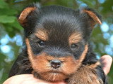 2 chiots Yorkshire Terrier mâles nés en avril 2026 non LOF à réserver