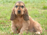 Chiots Cocker Spaniel Anglais LOF nés en mars 2025 à réserver