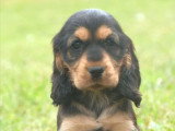 Chiots Cocker Spaniel Anglais LOF nés en mars 2025 à réserver