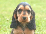 Chiots Cocker Spaniel Anglais LOF nés en mars 2025 à réserver