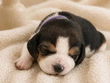 3 chiots femelles Beagle LOF nés en avril 2026 à réserver