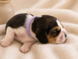 3 chiots femelles Beagle LOF nés en avril 2026 à réserver