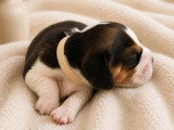 3 chiots femelles Beagle LOF nés en avril 2026 à réserver