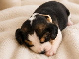 3 chiots femelles Beagle LOF nés en avril 2026 à réserver