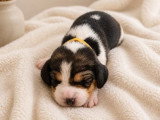 3 chiots femelles Beagle LOF nés en avril 2026 à réserver