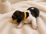 3 chiots femelles Beagle LOF nés en avril 2026 à réserver