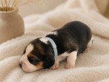3 chiots femelles Beagle LOF nés en avril 2026 à réserver