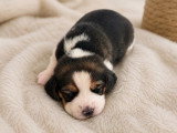 3 chiots femelles Beagle LOF nés en avril 2026 à réserver