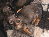 3 chiots Teckel poils longs fauves non LOF d'avril 2026 à réserver