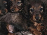 3 chiots Teckel poils longs fauves non LOF d'avril 2026 à réserver