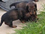 3 chiots Teckel poils longs fauves non LOF d'avril 2026 à réserver