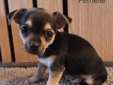 Chiot femelle Chihuahua non LOF à réserver, né en mars 2026