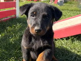 Chiot femelle Beauceron LOF née en février 2026 à vendre