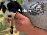 Portée de 6 Border Collies non LOF nés en mars 2026 à réserver