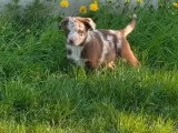Portée de 9 chiots Labrador Berger Australien non LOF février 2026 à vendre