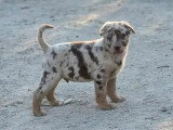 Portée de 9 chiots Labrador Berger Australien non LOF février 2026 à vendre