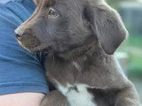 Portée de 9 chiots Labrador Berger Australien non LOF février 2026 à vendre