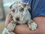 Portée de 9 chiots Labrador Berger Australien non LOF février 2026 à vendre