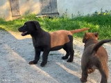 Portée de 9 chiots Labrador Berger Australien non LOF février 2026 à vendre