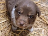 Portée de 6 chiots Berger Australien non LOF avril 2026