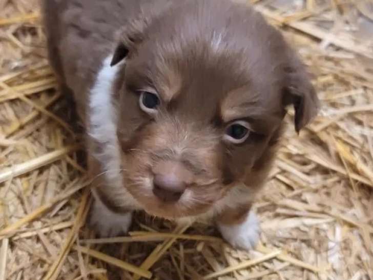 Portée de 6 chiots Berger Australien non LOF avril 2026