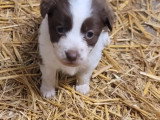 Portée de 6 chiots Berger Australien non LOF avril 2026