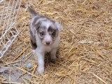 Portée de 6 chiots Berger Australien non LOF avril 2026