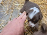 Portée de 6 chiots Berger Australien non LOF avril 2026