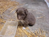 Portée de 6 chiots Berger Australien non LOF avril 2026
