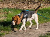 Beagle mâle, disponible pour saillie, IDF et alentours