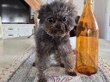 Jeune chien Caniche teacup gris à vendre