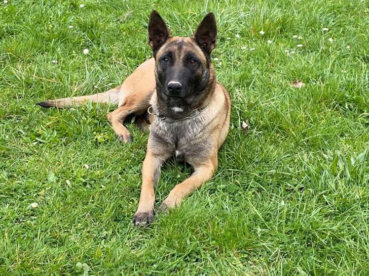 Chienne Berger Malinois LOF à vendre