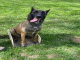 Chienne Berger Malinois LOF à vendre