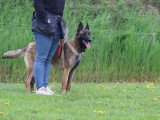 Chienne audlte Berger Belge Malinois LOF à vendre