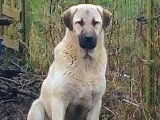 Chiots Kangal à naître en mai 2026
