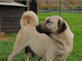 Chiots Kangal à naître en mai 2026