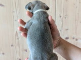 Chiots de type Bouledogue Français à vendre (4 femelles & 3 mâles)