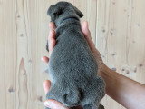 Chiots de type Bouledogue Français à vendre (4 femelles & 3 mâles)
