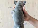 Chiots de type Bouledogue Français à vendre (4 femelles & 3 mâles)