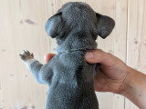 Chiots de type Bouledogue Français à vendre (4 femelles & 3 mâles)