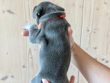 Chiots de type Bouledogue Français à vendre (4 femelles & 3 mâles)