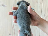 Chiots de type Bouledogue Français à vendre (4 femelles & 3 mâles)