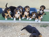 Chiots Bouvier de l'Entlebuch croisés Beagle à vendre