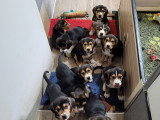 Chiots Bouvier de l'Entlebuch croisés Beagle à vendre