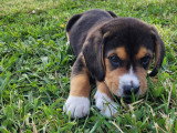 Chiots Bouvier de l'Entlebuch croisés Beagle à vendre