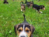 Chiots Bouvier de l'Entlebuch croisés Beagle à vendre